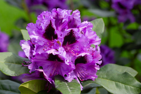 Purple Rhododendron spring flowers in bright daylight selective focusの写真素材