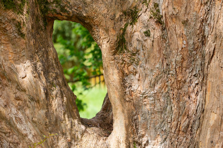 hollow in the trunk of an old tree. An open hollow through which the garden is visible in a blurred background. A window into the world of natureの写真素材