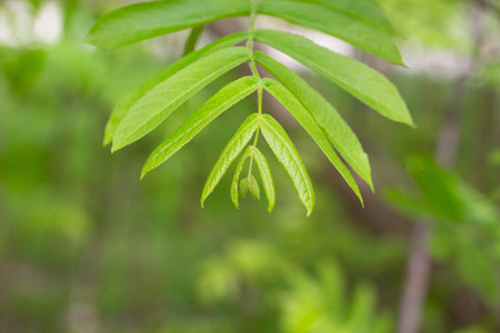 young green leaves on a Pterocarya branch in the park on a spring dayの写真素材