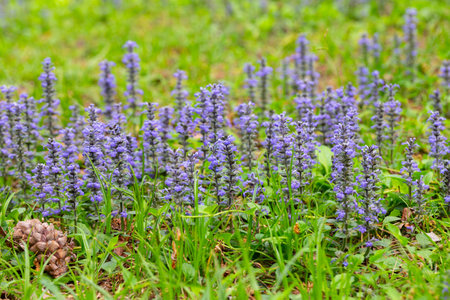 close up shot of blue flowers of Ajuga reptans Atropurpurea in springの写真素材