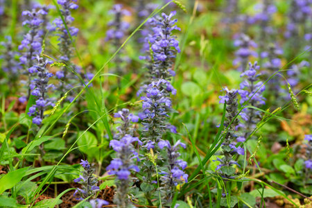 close up shot of blue flowers of Ajuga reptans Atropurpurea in springの写真素材