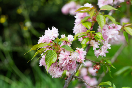 Close-up shot of pink Sakura flowers on a branch.の写真素材