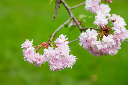 Close-up shot of pink Sakura flowers on a branch.の写真素材