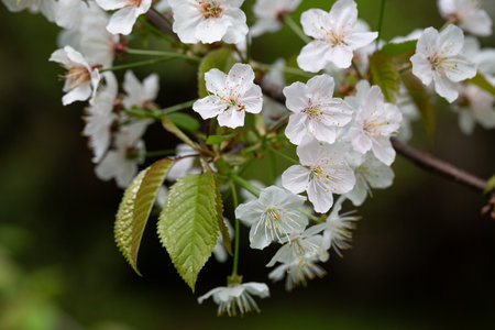 Prunus cerasus flowering tree flower, beautiful white petals tart dwarf cherry flowers in bloom. Garden fruit tree with blossom flowersの写真素材