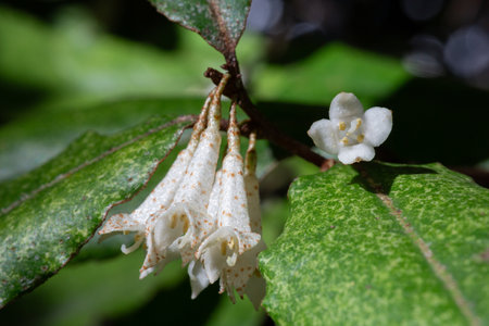 Elaeagnus pungens is a shade-tolerant, drought-tolerant plant. It is used in decorative and garden construction. Small white flowersの写真素材