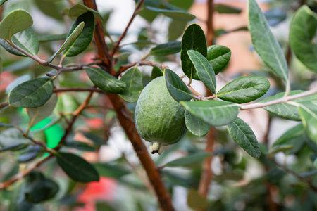 Ripe feijoa fruits on a tree (lat. Acca sellowiana). Fresh feijoa ready to harvest in autumn, November.の写真素材