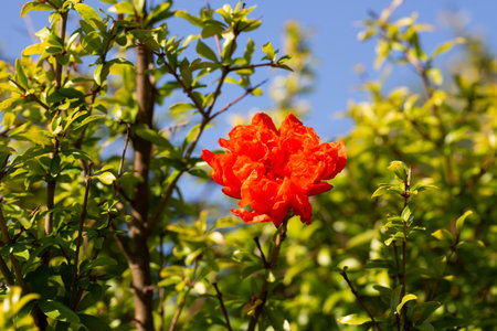 A pomegranate is flowering. A large orange flower on a pomegranate tree in the garden, macro.の写真素材