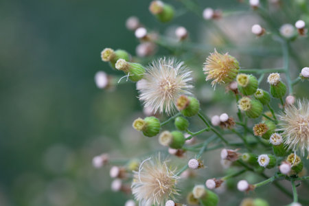 Conyza canadensis, a close-up of the plant. Delicate fluffy flowers on a blurred background in autumn, October. Autumn background.の写真素材