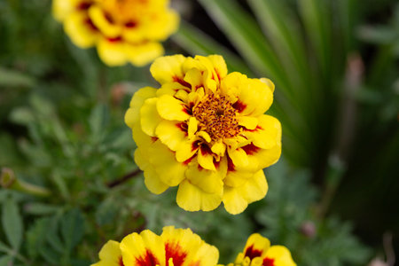 Yellow marigold flowers on a green background on a summer sunny day macro photography. Blooming tagetes flower with yellow petals in summer, close up photo.の写真素材