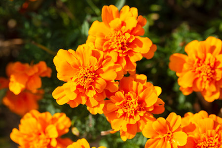 French marigold flowers or Tagetes patula or marigold bolero have reddish-orange petals with a combination of yellow. This annual herb in the daisy family has pinnate green leaves.の写真素材