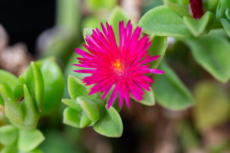 Macro shot of a vibrant red flower with yellow pollen at the center. The close-up view highlights the intricate structure and vivid colors of the petalsの写真素材