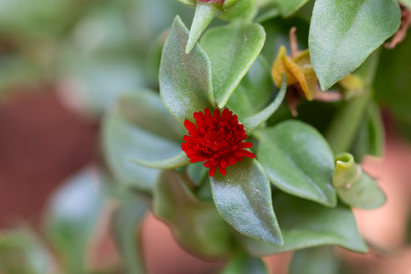 Macro shot of a vibrant red flower with yellow pollen at the center. The close-up view highlights the intricate structure and vivid colors of the petals of Aptenia Cordifolia or Baby Sun Roseの写真素材