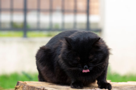Cats in an urban environment, A black fluffy cat outside in summerの写真素材