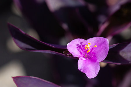 The purple heart flower Tradescantia pallida is a species of plant in the genus Tradescantia, close upの写真素材