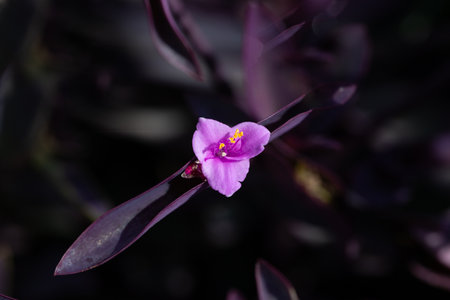 The purple heart flower Tradescantia pallida is a species of plant in the genus Tradescantia, close upの写真素材