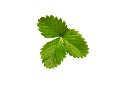 Single green strawberry leaf isolated on white background with clipping pathの写真素材