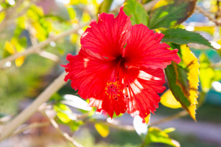 Close up of a large, red hibiscus -hibiscus rosa-sinensis- in kihei- maui, hawaii, united states of americaの写真素材