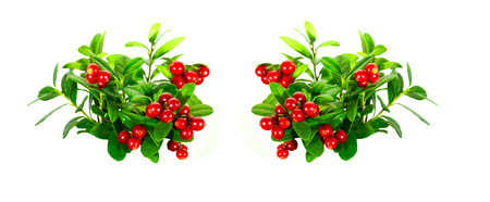 Lingonberry with leaves, isolated on white backgroundの写真素材