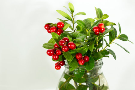 Lingonberry with leaves, isolated on white backgroundの写真素材