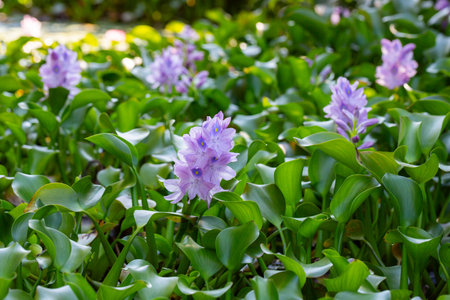 Stunning close-up of purple water hyacinth (Eichhornia crassipes) blooms amid green leaves. Ideal for nature, floral, botanical, and aquatic-themed visuals. Negative space. Enceng gondokの写真素材