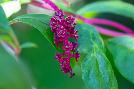 Phytolacca americana decandra, also known as American pokeweed, pokeweed, poke sallet, dragonberries, and inkberry, is a poisonous, herbaceous perennial plant in the pokeweed family Phytolaccaceaeの写真素材