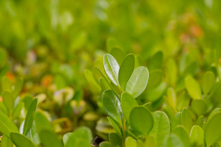 background of young green leaves, spring