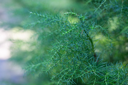 Cryptomeria japonica, commonly called Japanese cedar or sugi. green thin twigs, selective focus.の写真素材