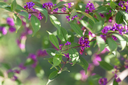 Beautiful Callicarpa bodinieri, or Bodinier's beautyberry, is a species of flowering plant in the genus Callicarpa of the family Lamiaceae.の写真素材