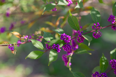Beautiful Callicarpa bodinieri, or Bodinier's beautyberry, is a species of flowering plant in the genus Callicarpa of the family Lamiaceae.の写真素材