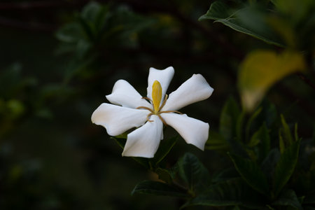 Gardenia Jasminoides flower blooming in the garden with green leaves. Commonly known as Gardenia and Cape Jasmine, is an evergreen flowering plant in the coffee family Rubiaceae.の写真素材