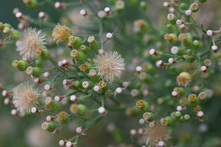 Conyza canadensis, or Canadian bedstraw, a close-up of the bedstraw. Delicate fluffy flowers on a blurred background in autumn, October. Autumn background.の写真素材