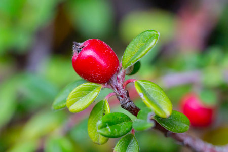 Cotoneaster horizontalis close up. Branches with red berries and green leaves.の写真素材