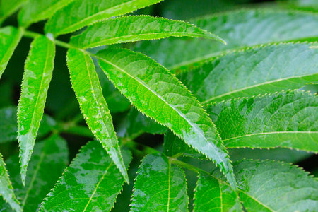 Green leaves in raindrops. Green natural deciduous spring and summer background.の写真素材