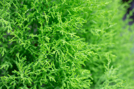 Closeup of green thuja occidentalis. Fresh green leaves, branches of thuja trees close up. Thuya twig occidentalis, evergreen coniferous tree. Chinese thuja.の写真素材