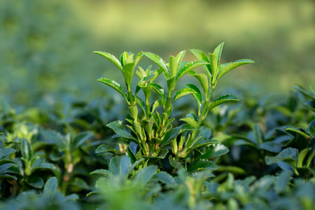 background of young green leaves, spring, Aprilの写真素材