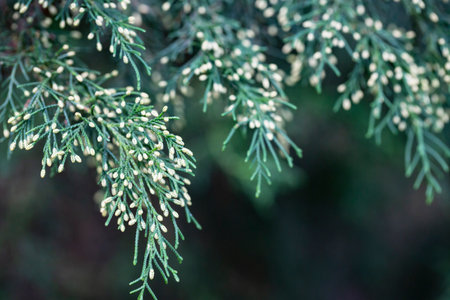 Green Juniperus excelsa, the Greek juniper evergreen tree branch fur vibrant close-up with blurの写真素材