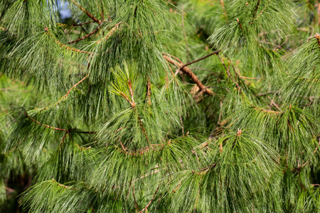 Spring blooms in spring. Coniferous tree with new budding cones close-up.