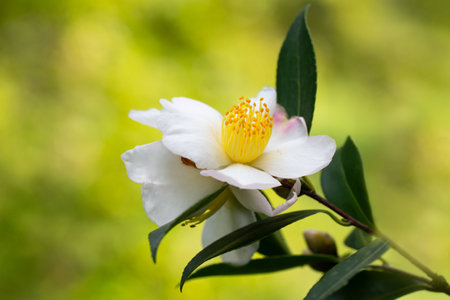 Autumn Flowering Camellia sasanqua Evergreen Shrub. The leaves and fruits of this camellia contain a large amount of essential oils, which are used for the manufacture of perfumes and confectionery fragrances, antiseptics.の写真素材