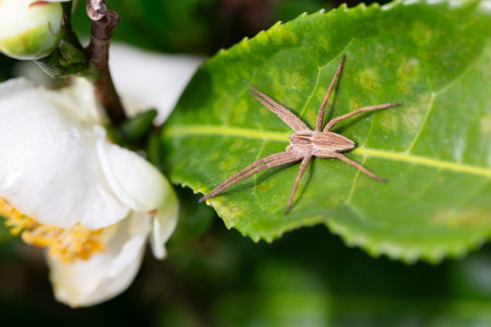 Pisaura mirabilis, a baby spider web sitting on a bright leaf of a flowering tea bush of Chinese camellia in October.の写真素材