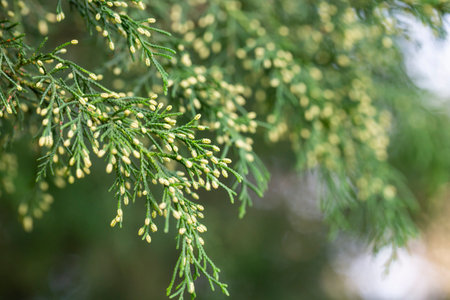 Green Juniperus excelsa, the Greek juniper evergreen tree branch fur vibrant close-up with blur, Mediterranean sea, Greeceの写真素材