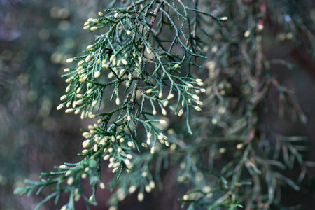 Green Juniperus excelsa, the Greek juniper evergreen tree branch fur vibrant close-up with blur,...