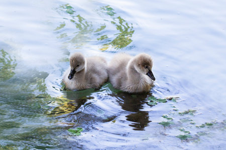 Two Baby Swans Swimming in Lake on Sunny Dayの写真素材