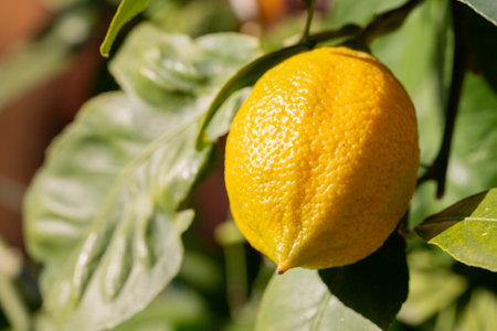 Bunches of fresh yellow ripe lemons on lemon tree branches in Italian gardenの写真素材