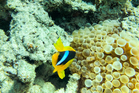 The Lovely juvenile Yellowtail clownfish (Amphiprion clarkii) in Beautiful Sea Anemonesの写真素材