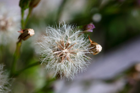 Beauty in nature dandelion seeds closeup blowing in blue green turquoise background. Closeup of...