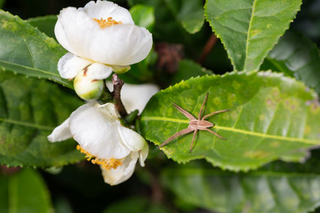 Pisaura mirabilis, a baby spider web sitting on a bright leaf of a flowering tea bush of Chinese camellia in October.の写真素材