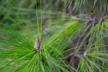 Spring blooms in spring. Coniferous tree with new budding cones close up.