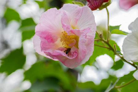 bright large pink flowers of Hibiscus mutabilis, in the garden, also known as the Confederate rose,...