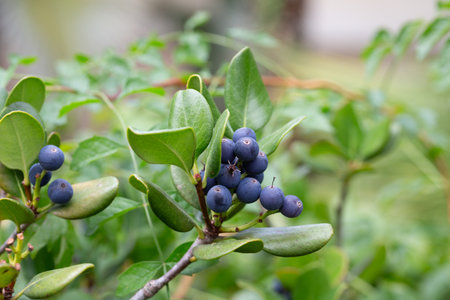 Rhaphiolepis umbellata plant that bears fruit. Ripe blue berries on a bush in the garden, close up.