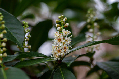 Beautiful blooming cherry laurel in sunny April in the garden
